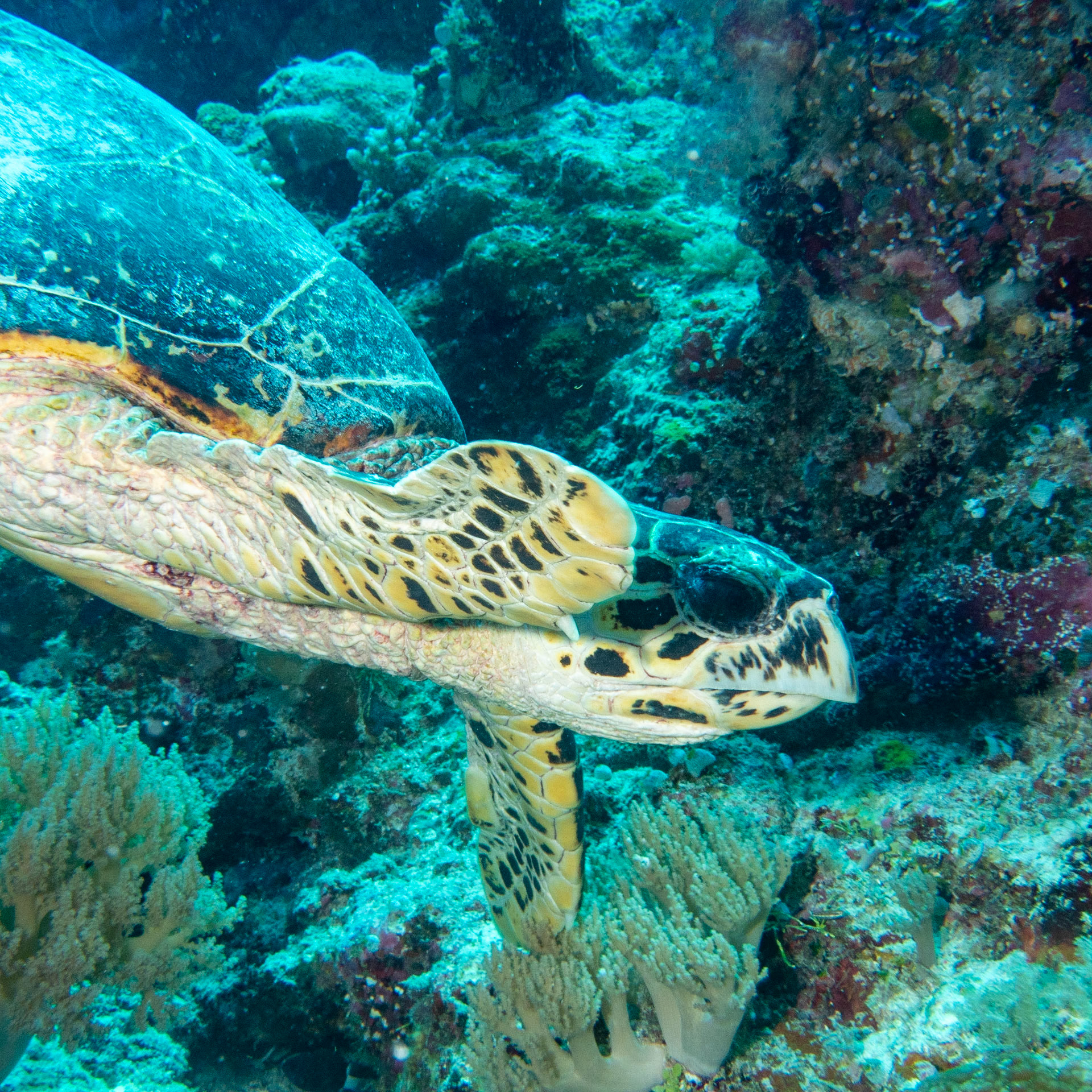 Hawksbill turtle