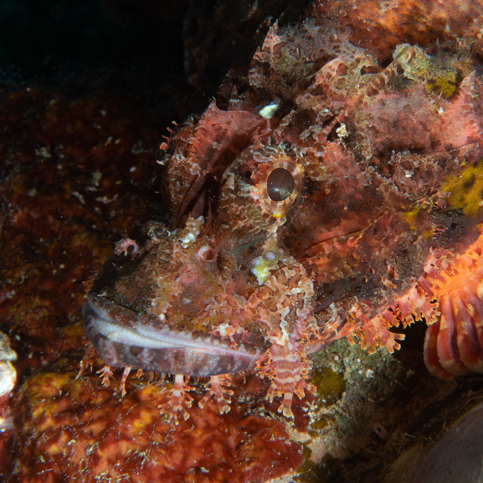 Scorpion fish