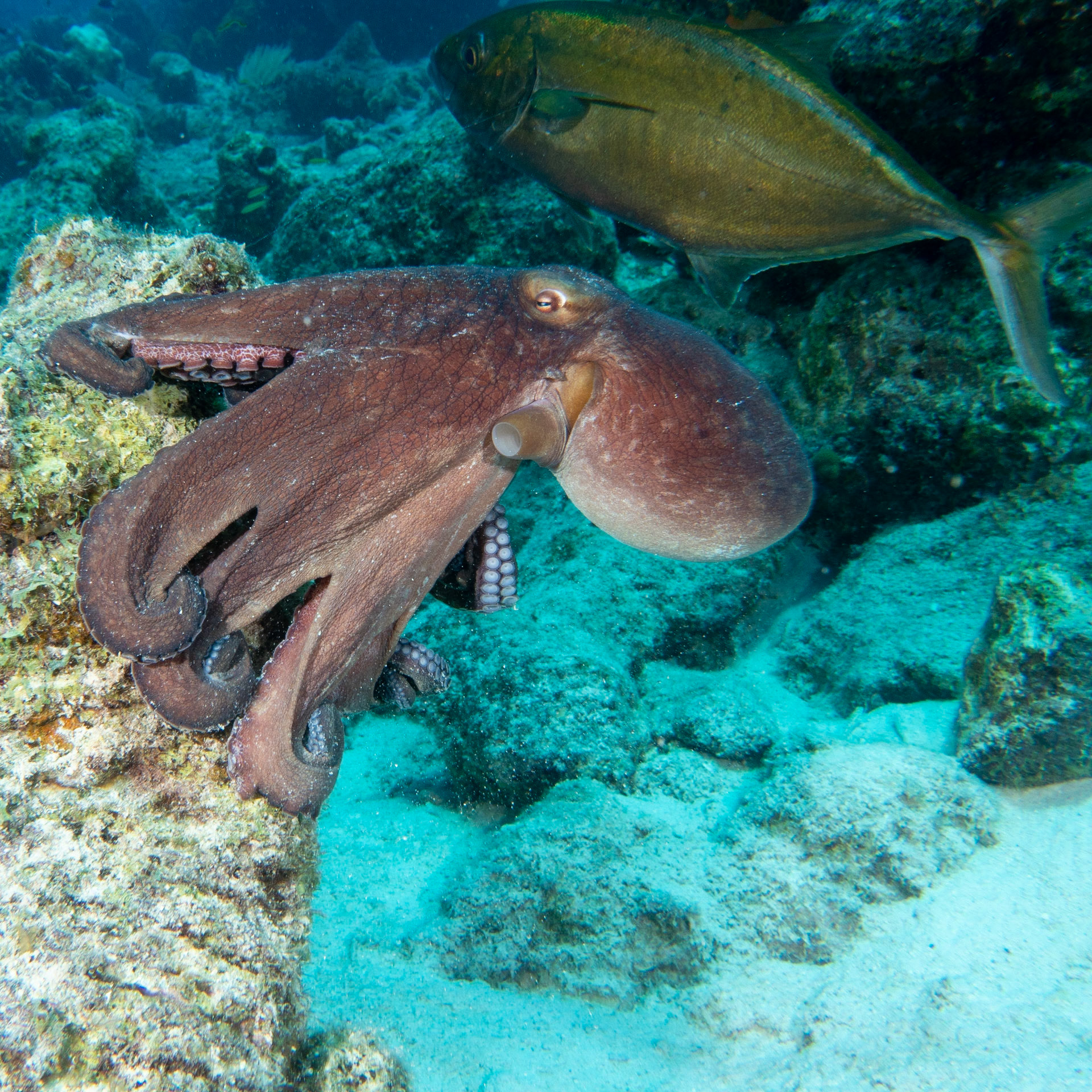 Caribbean reef octopus