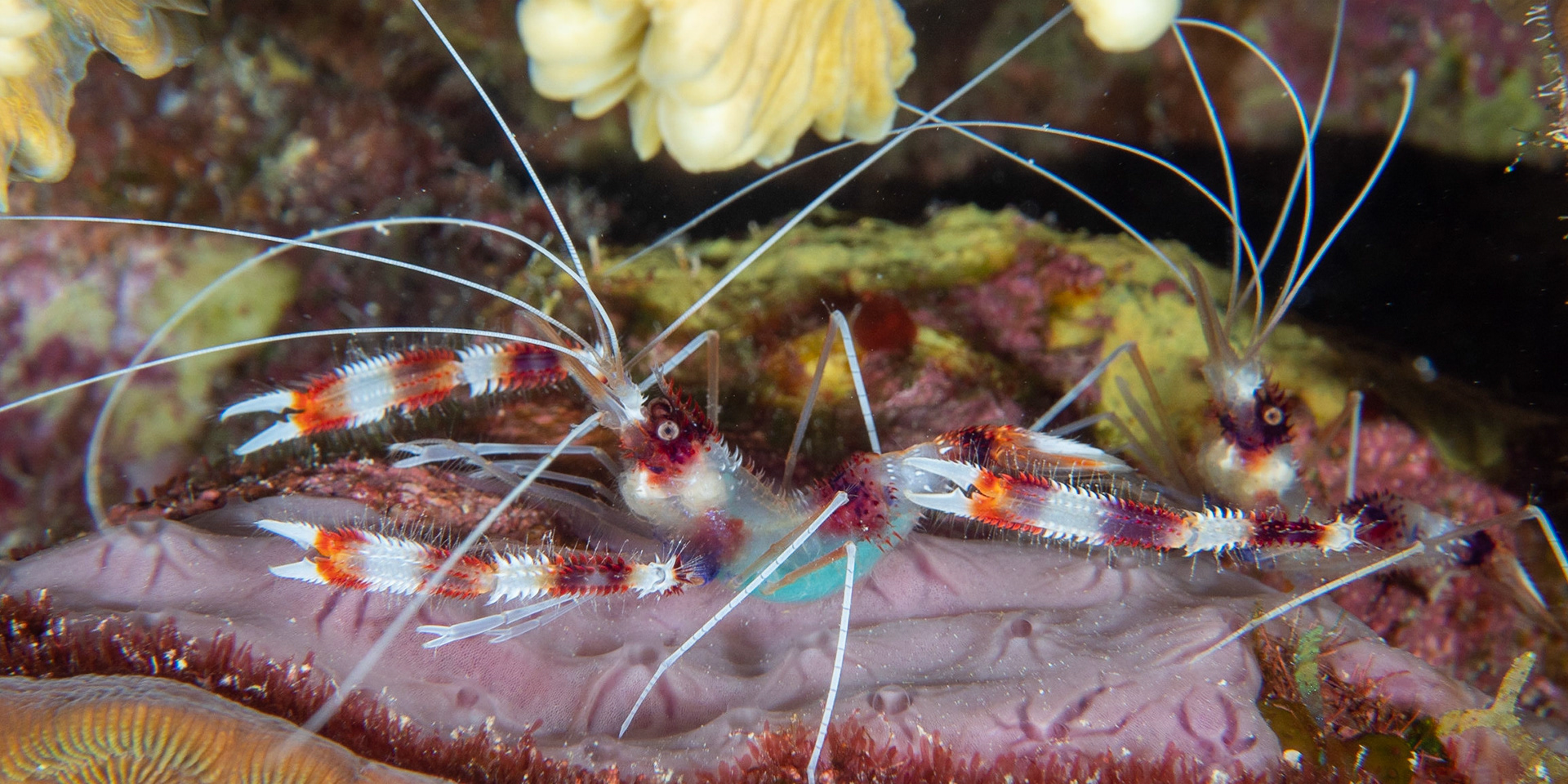 Banded coral shrimp