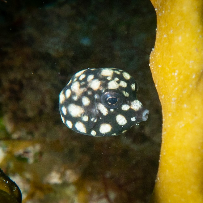 Juvenile trunk fish
