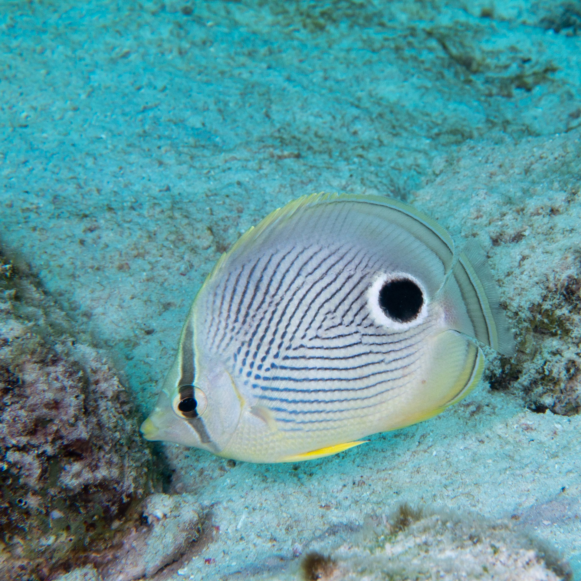 Four eye butterfly fish