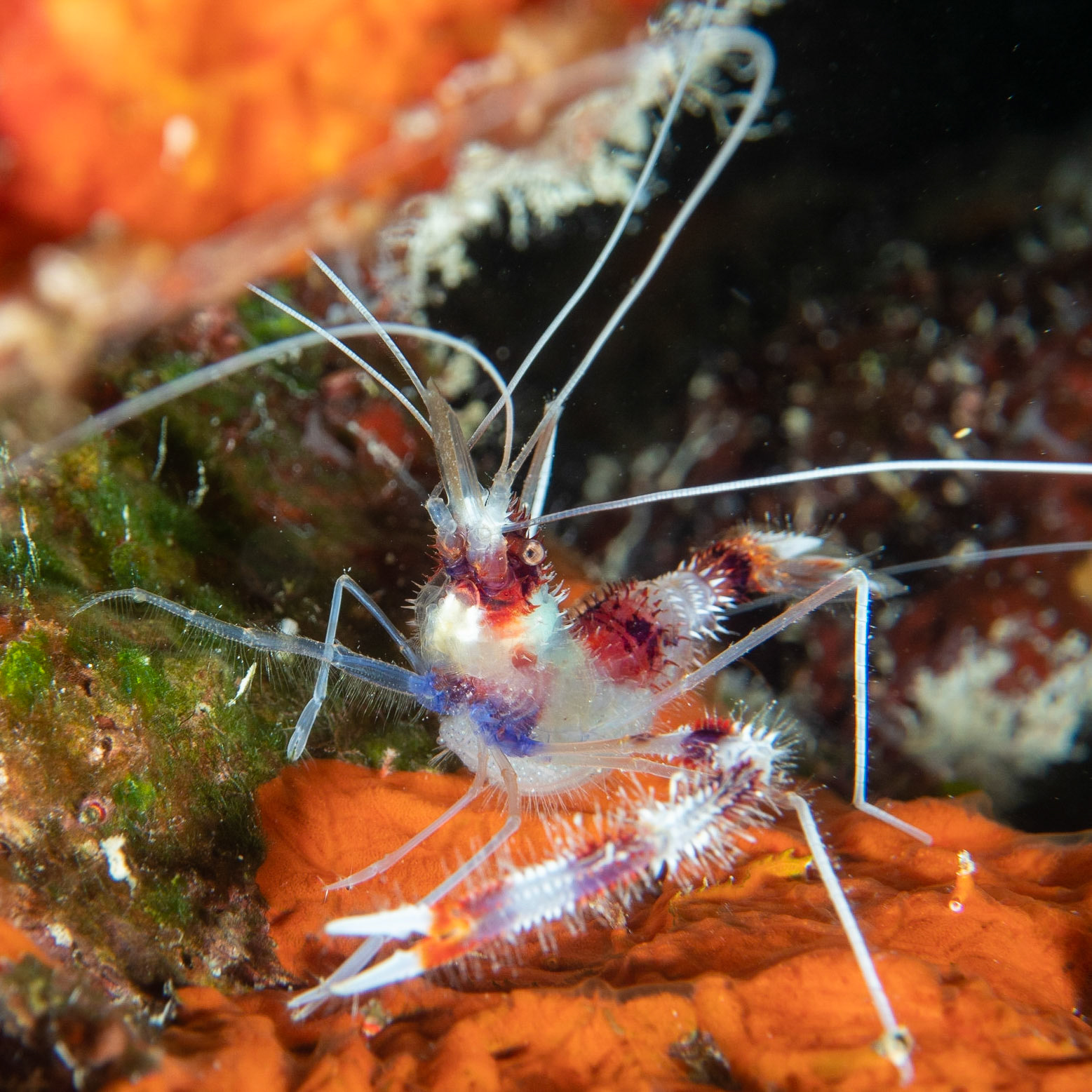 Banded coral shrimp