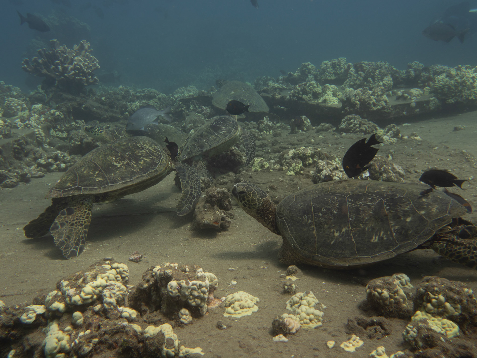 Turtle cleaning station