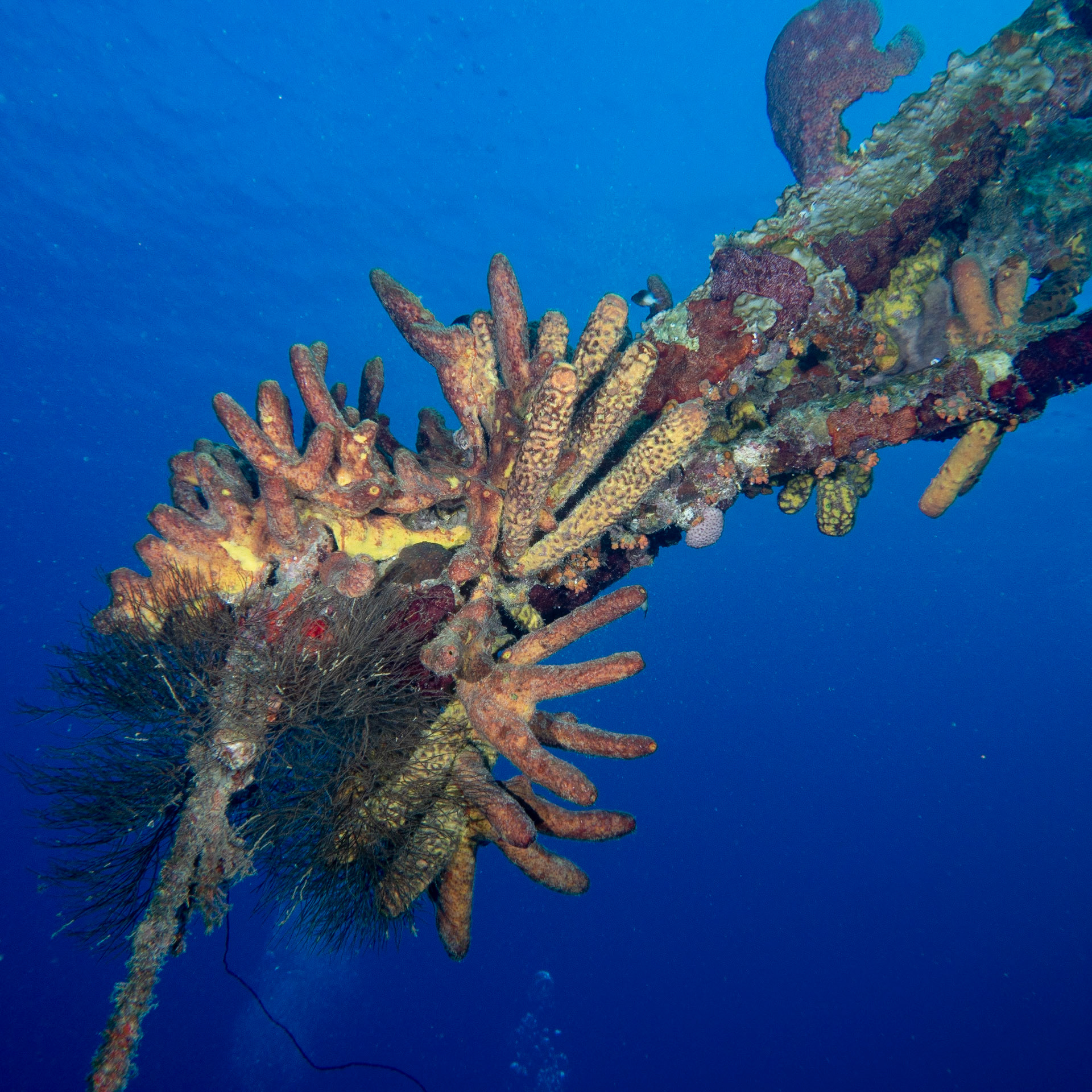 Sponges on the Hilma Hooker wreck