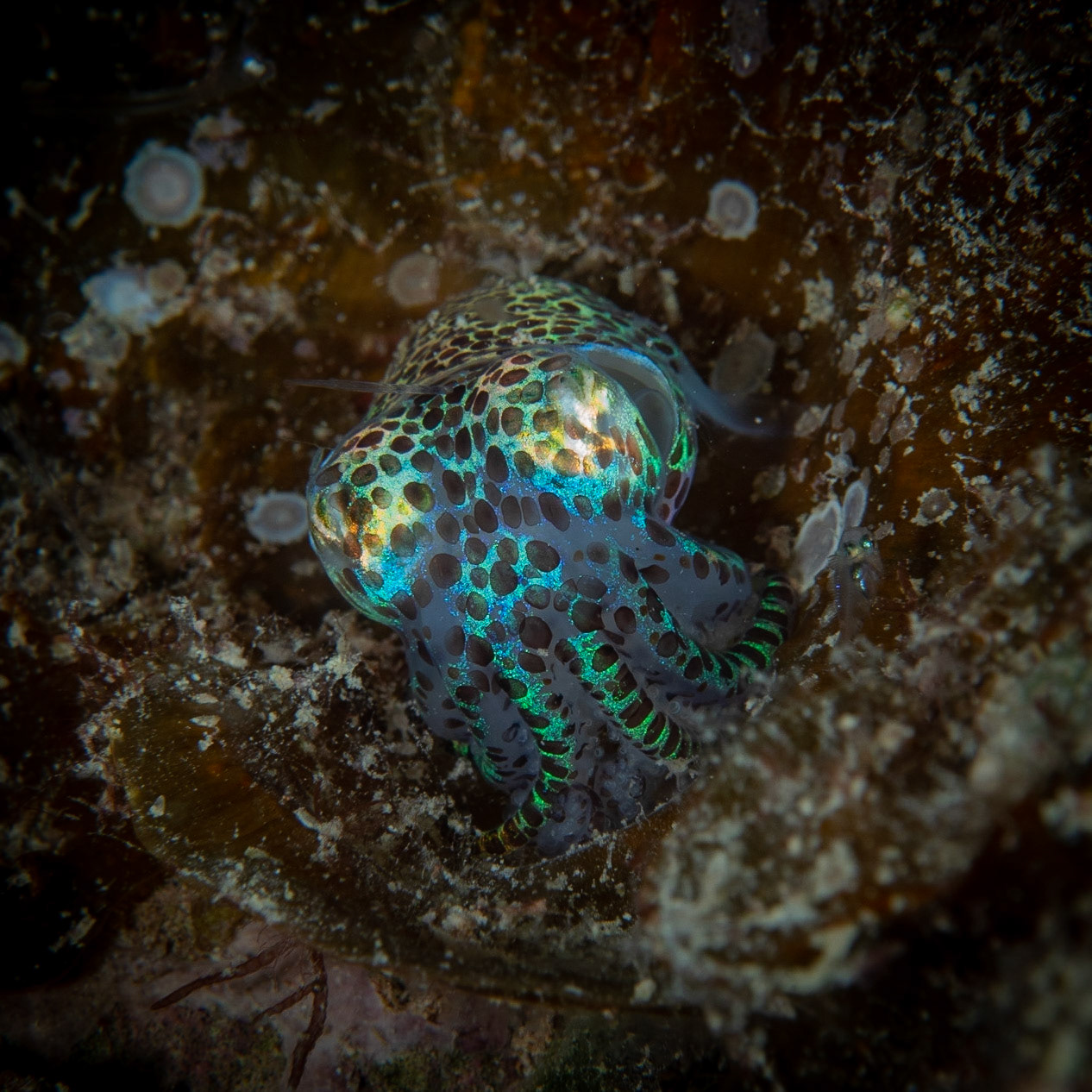 Bobtail squid