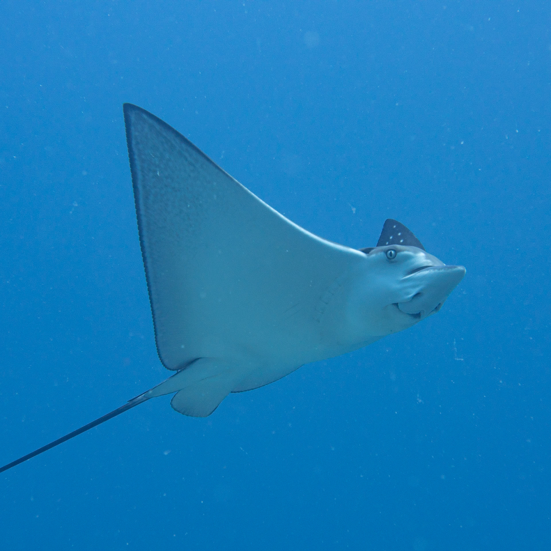 Eagle Ray