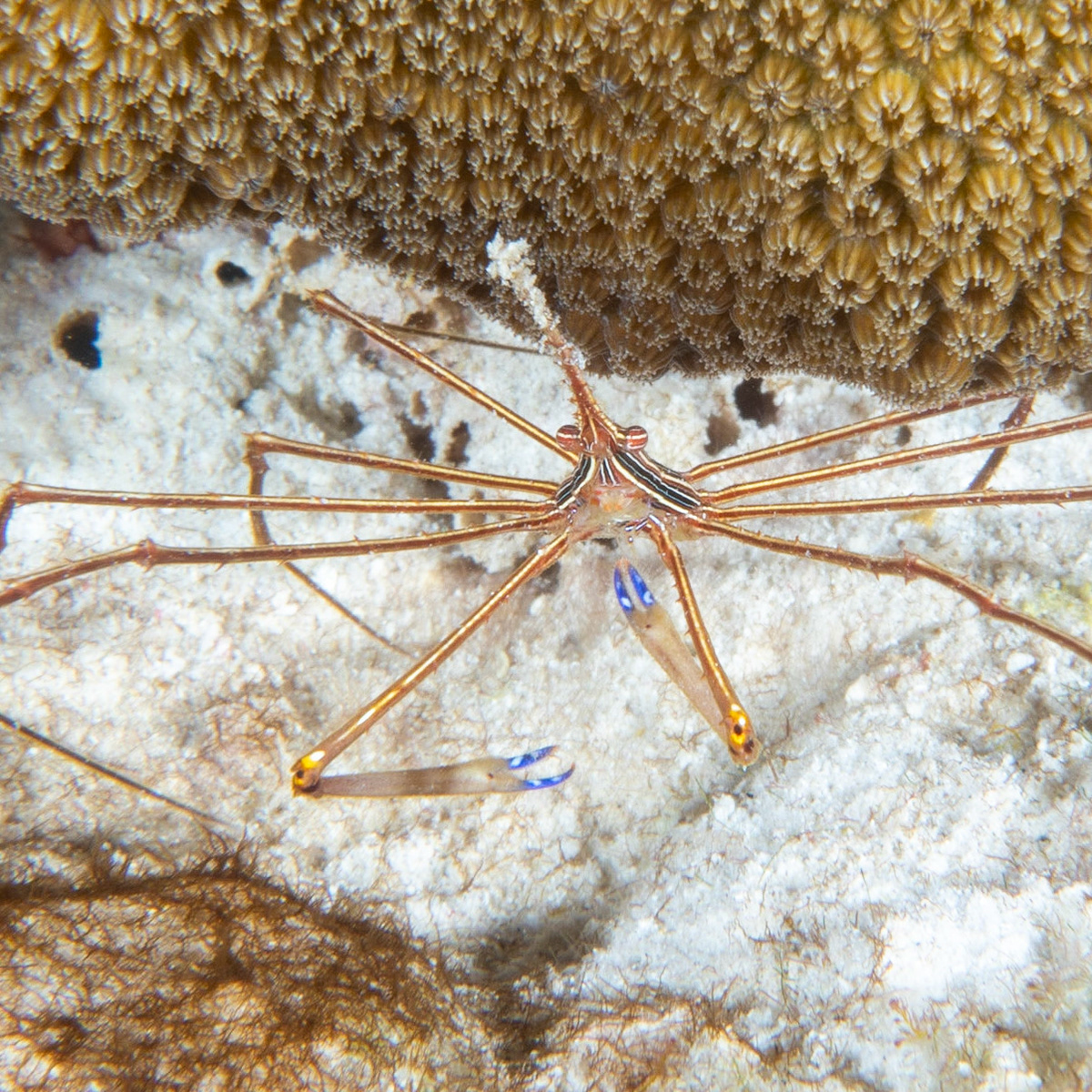 Arrow crab