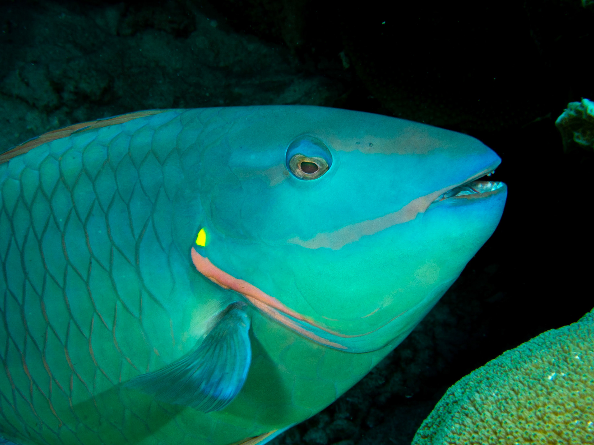 Parrot fish