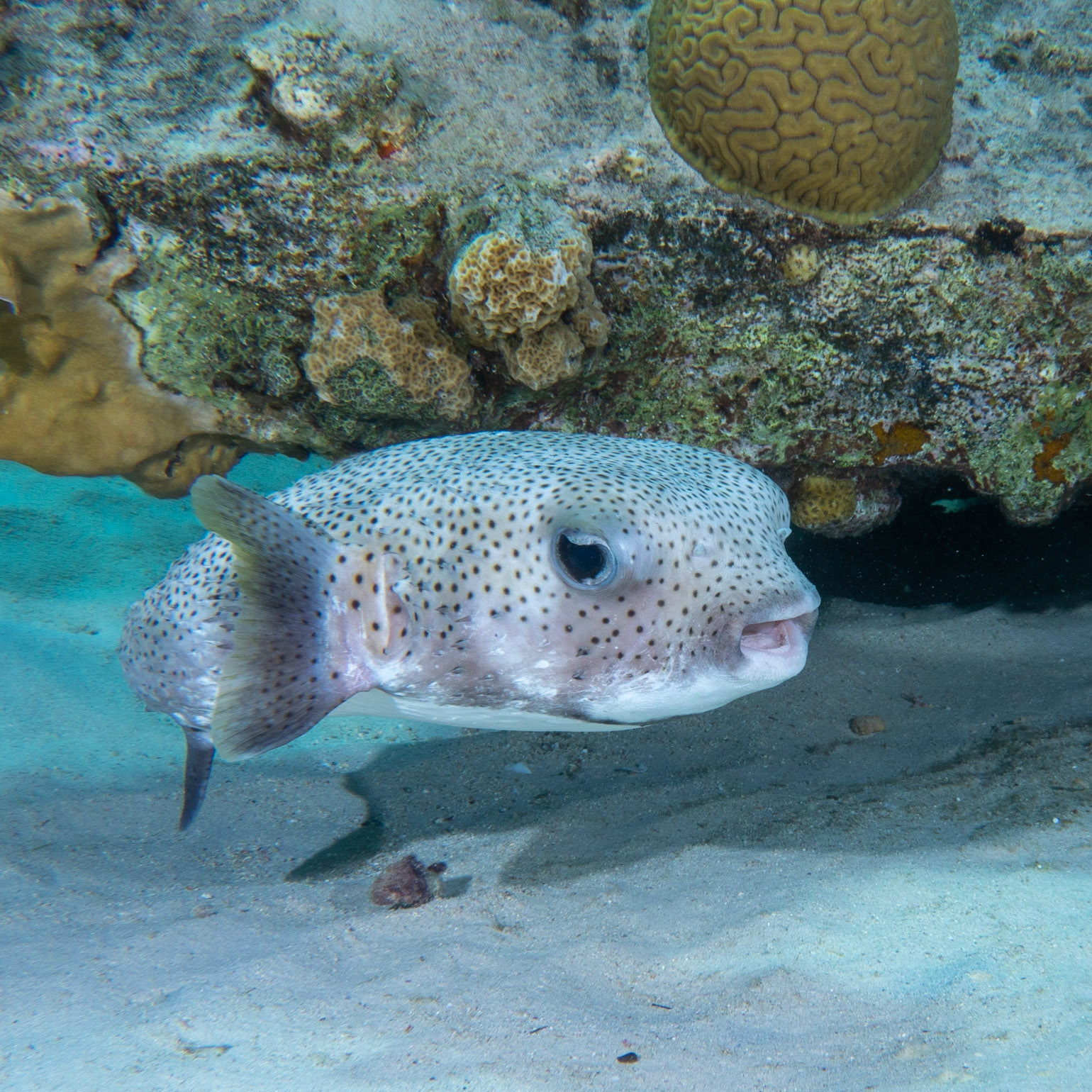 Porcupine fish