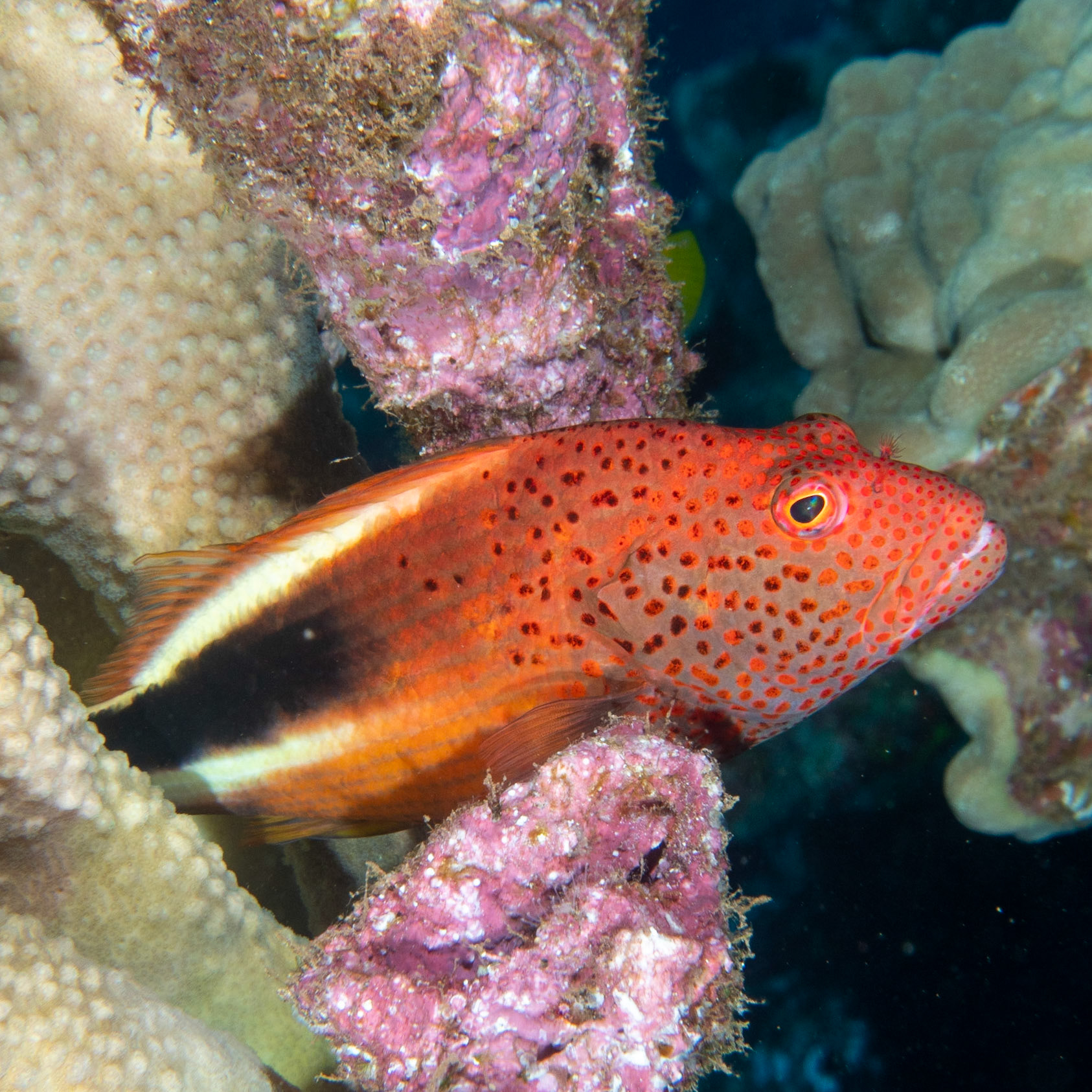 freckled hawkfish