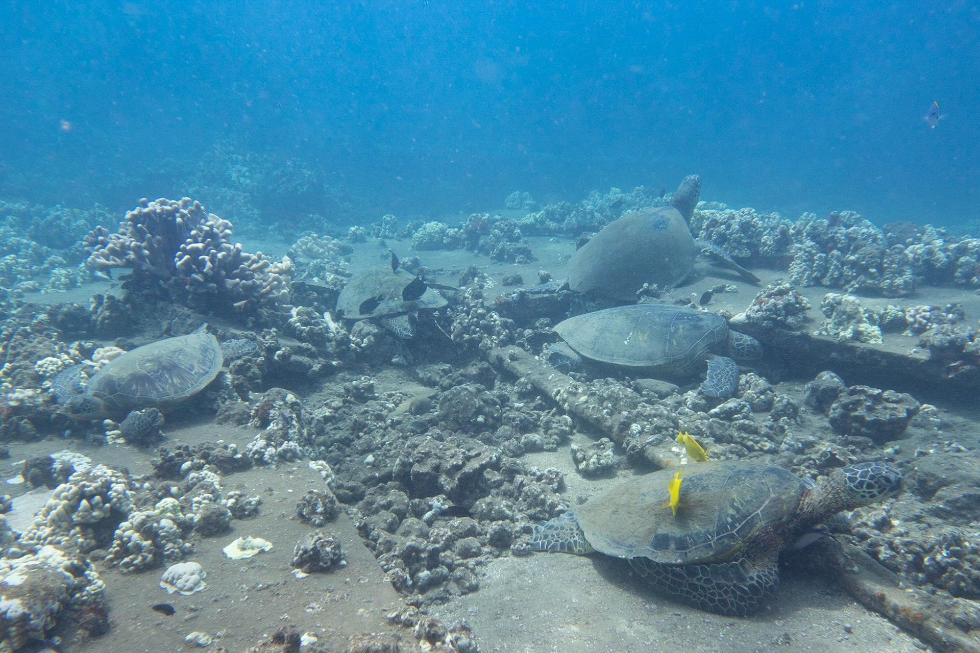 turtle cleaning station