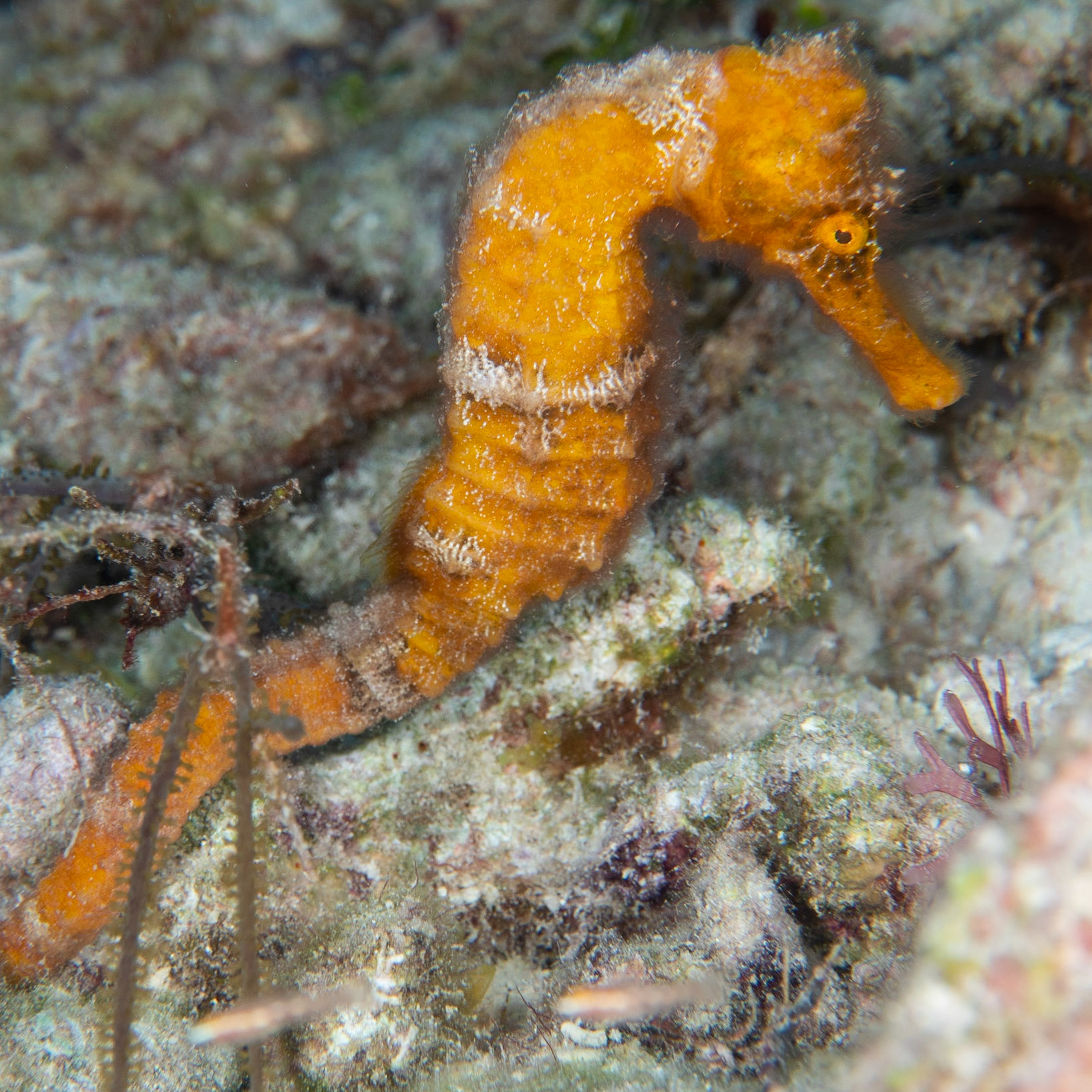 Orange sea horse