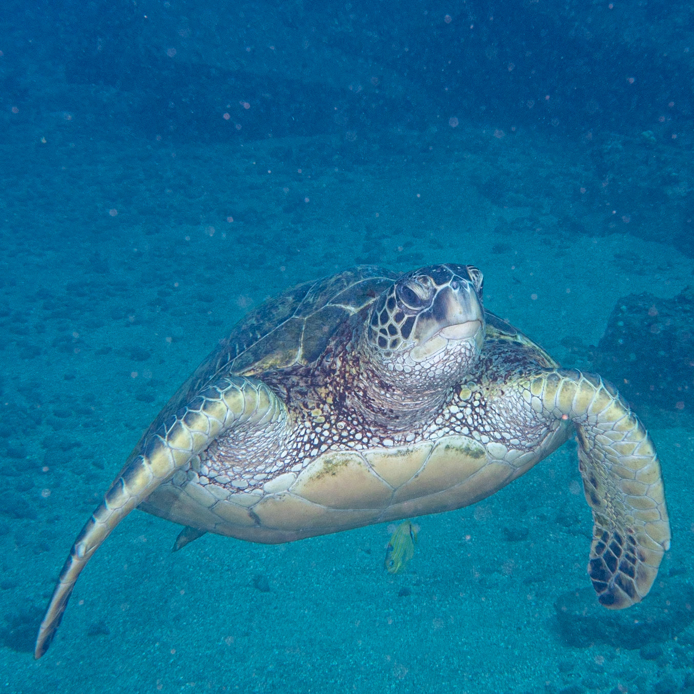 green sea turtle