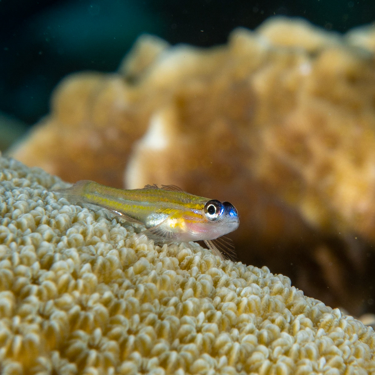 Peppermint goby