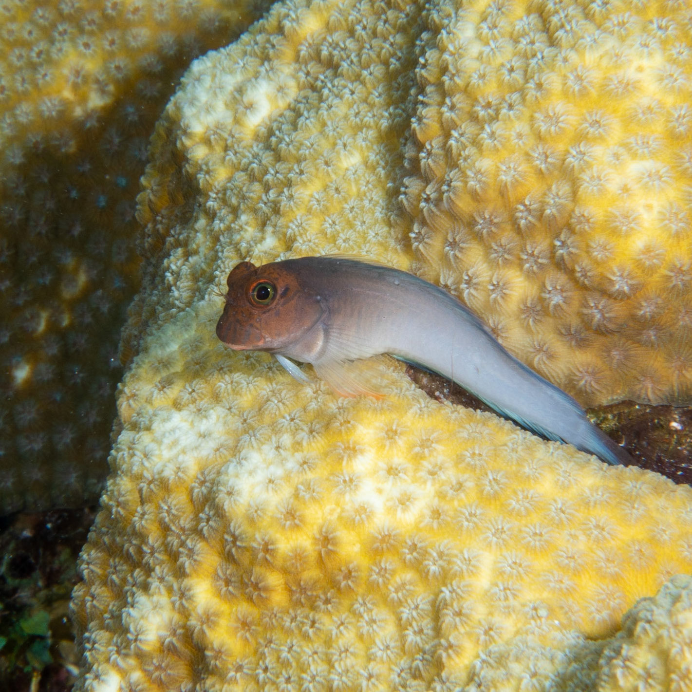 Pale red lip blenny
