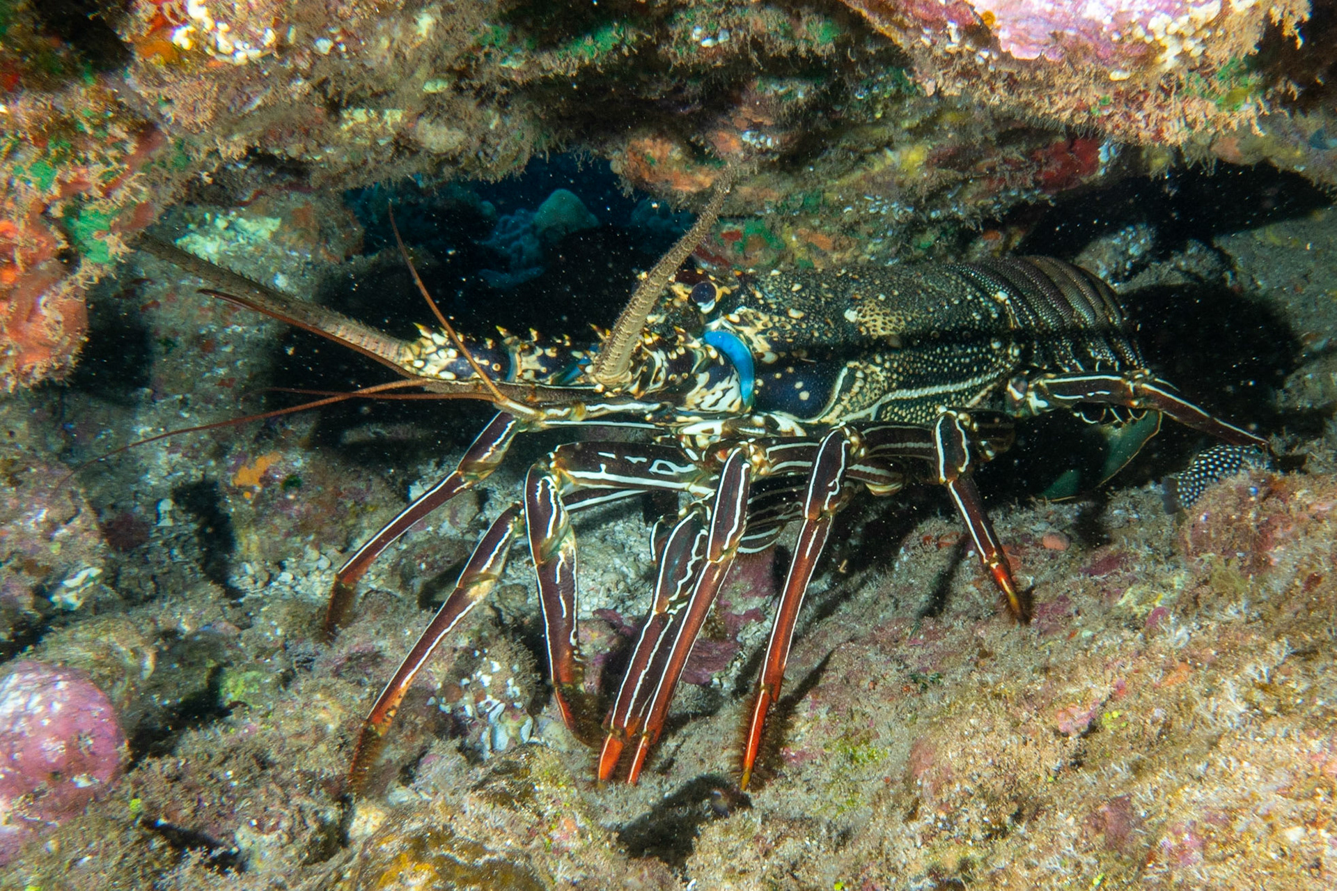 spiny lobster