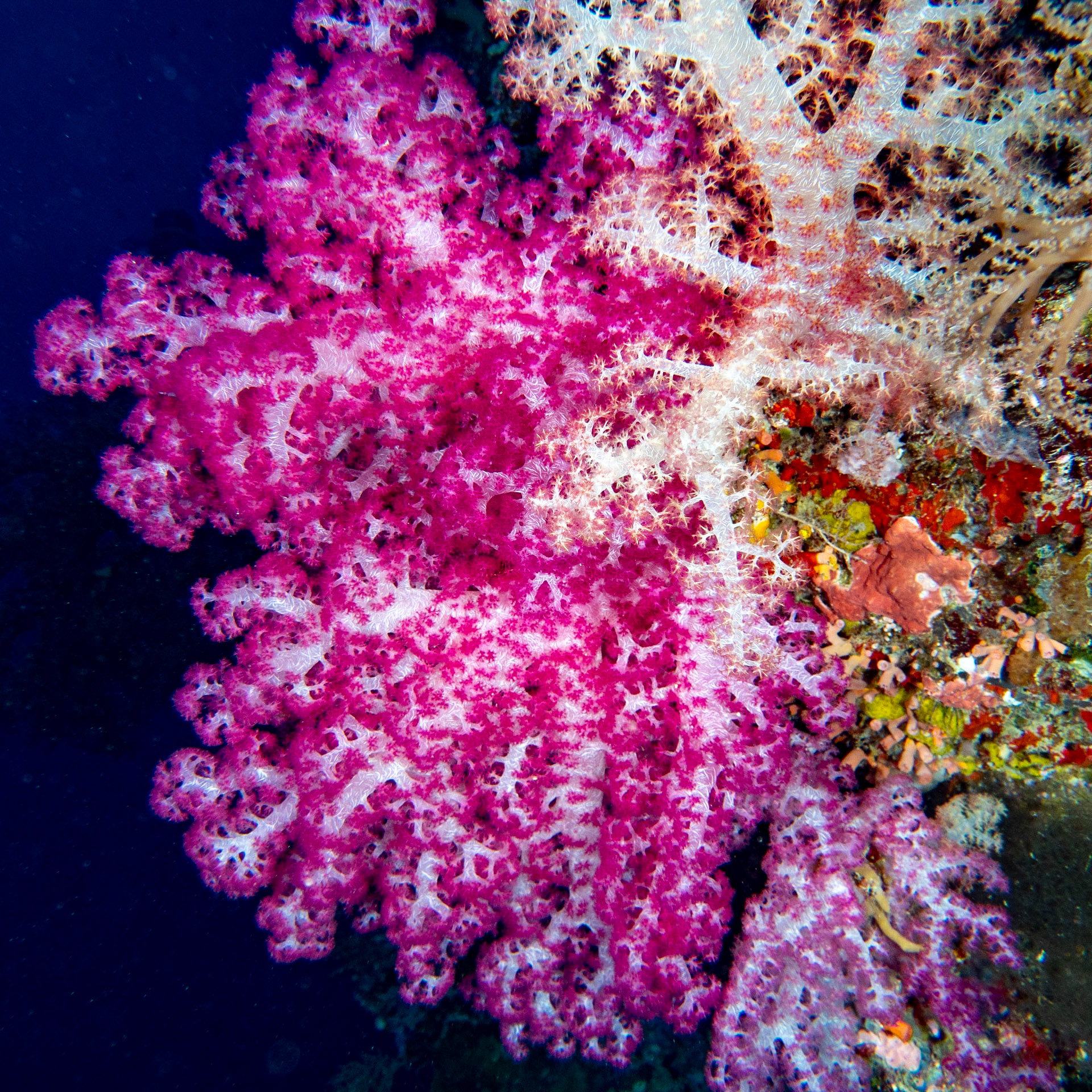 Soft coral
