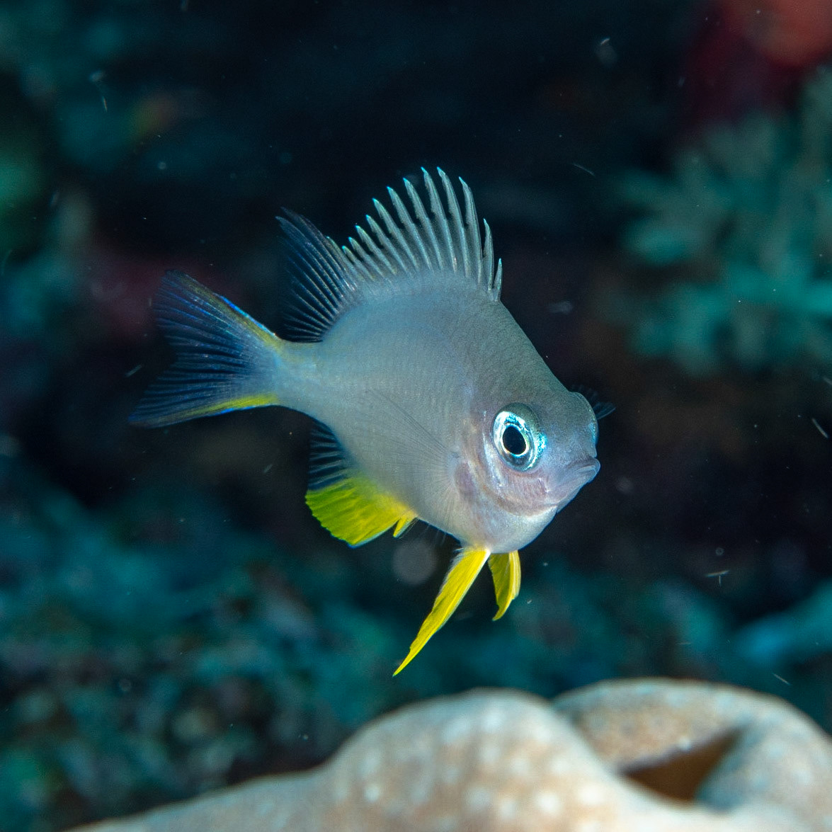 Juvenile golden damsel fish
