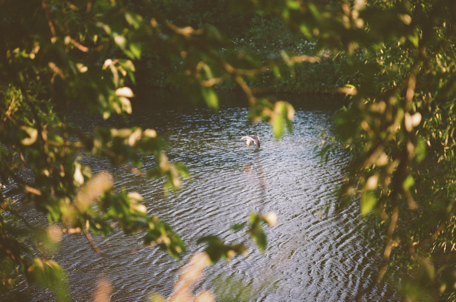 Bute Park, Cardiff (2021), Kodak Portra 400