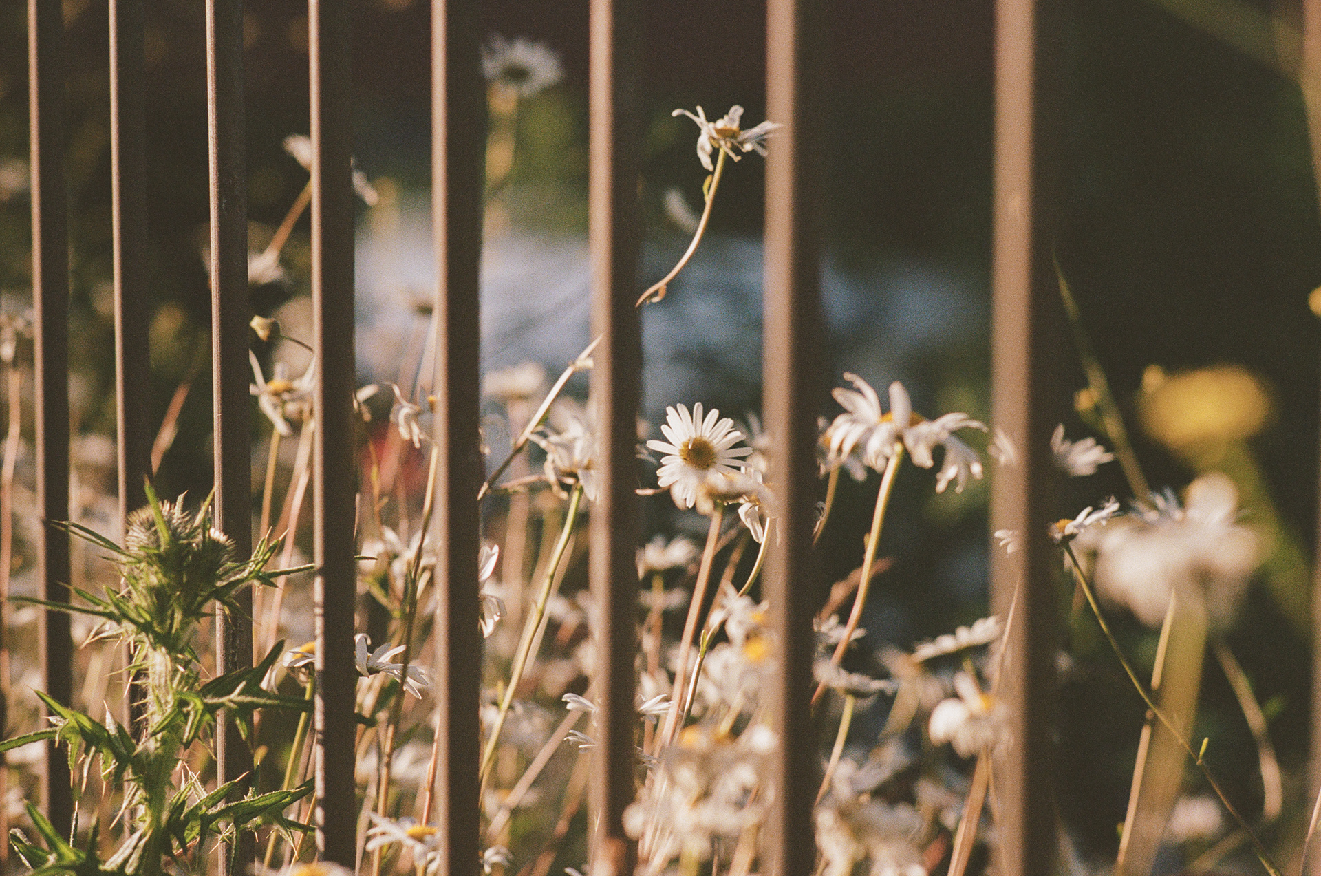 Bute Park, Cardiff (2021), Kodak Portra 400