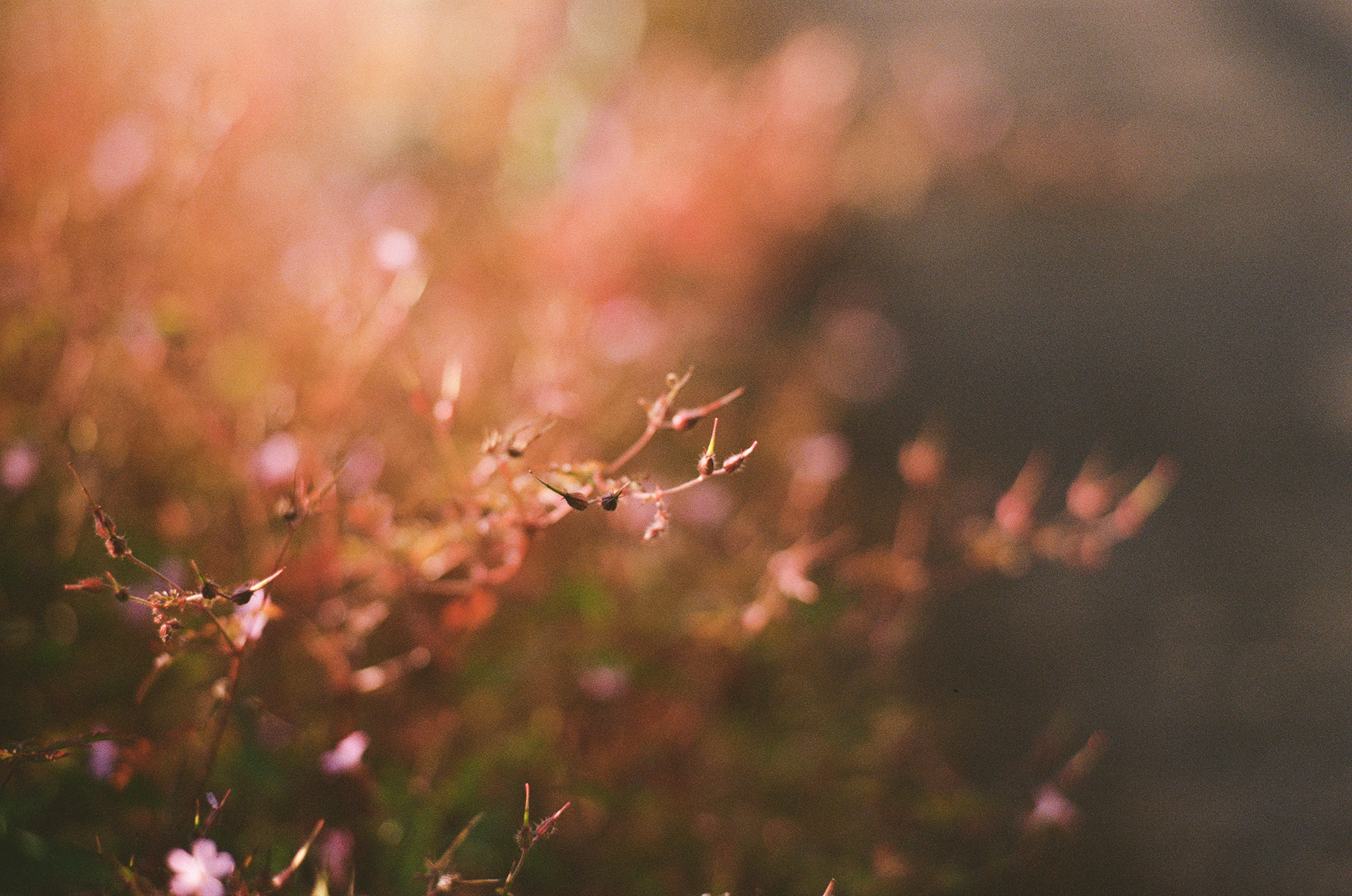 Bute Park, Cardiff (2021), Kodak Portra 400