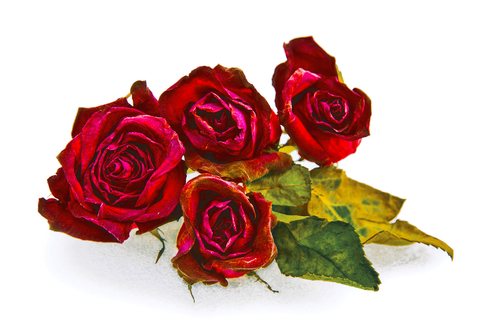 Winter’s Contrast | Finding beauty in harsh elements by blending nature photography with romantic details.