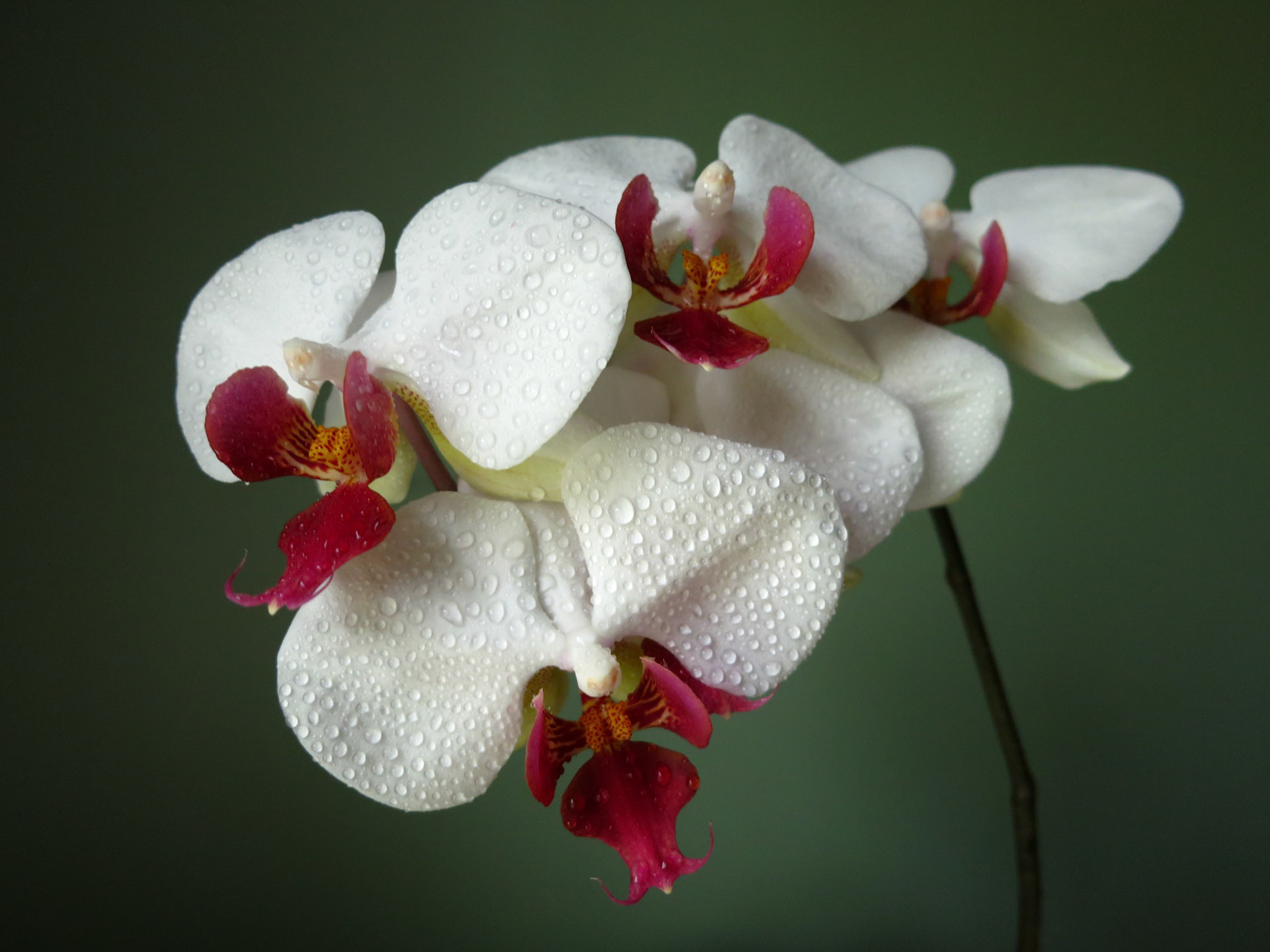 Botanical Intimacy | A macro study of texture and light demonstrating technical precision.