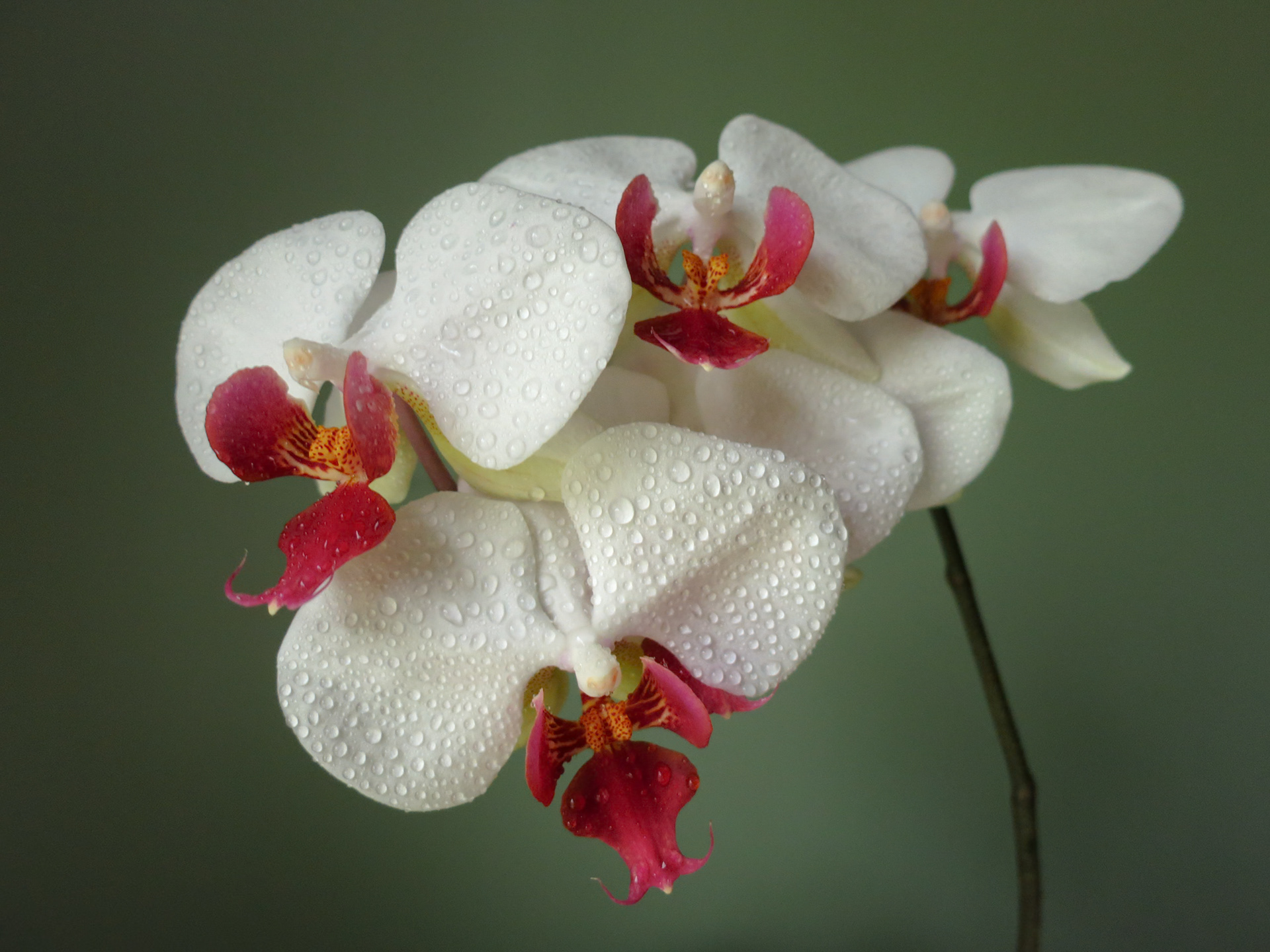 Beauty in the Details