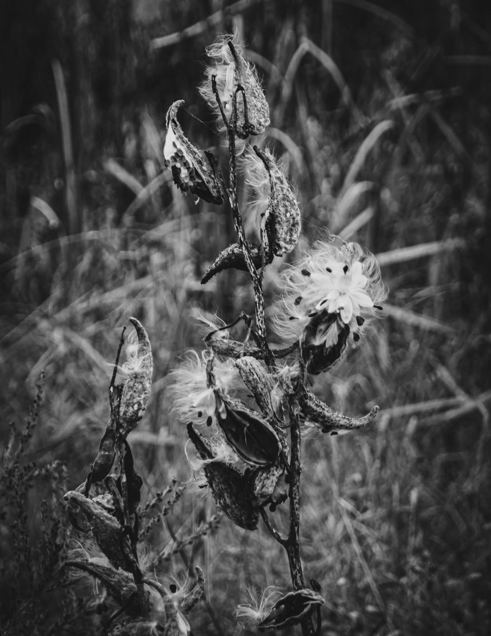 Finalist - Class 61 - Monochrome Nature/Scenic