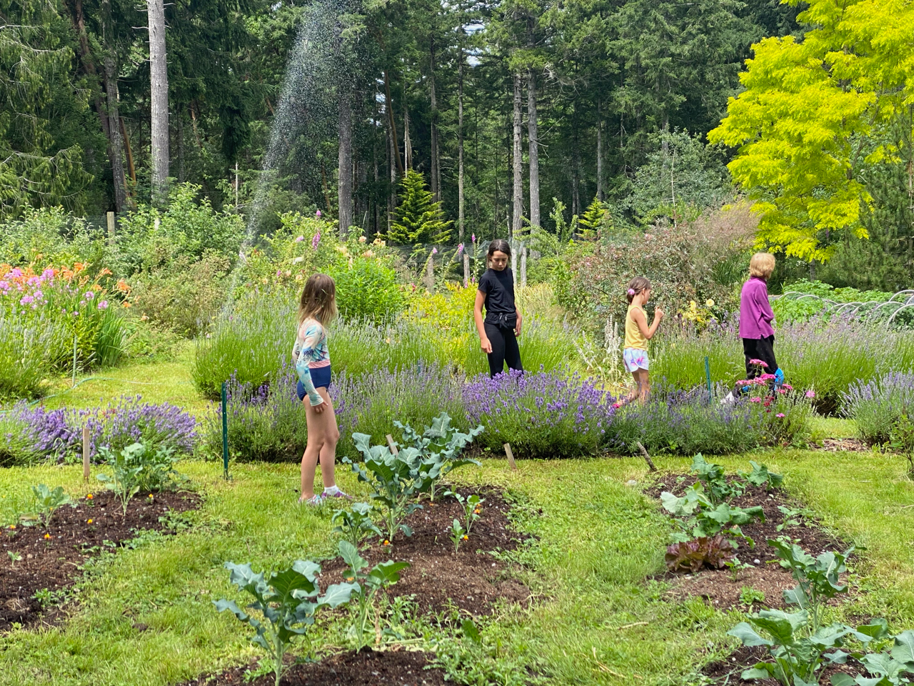 Guidant la prochaine génération de jardiniers — Agnès avec ses petites-nièces sur son chemin de lavande