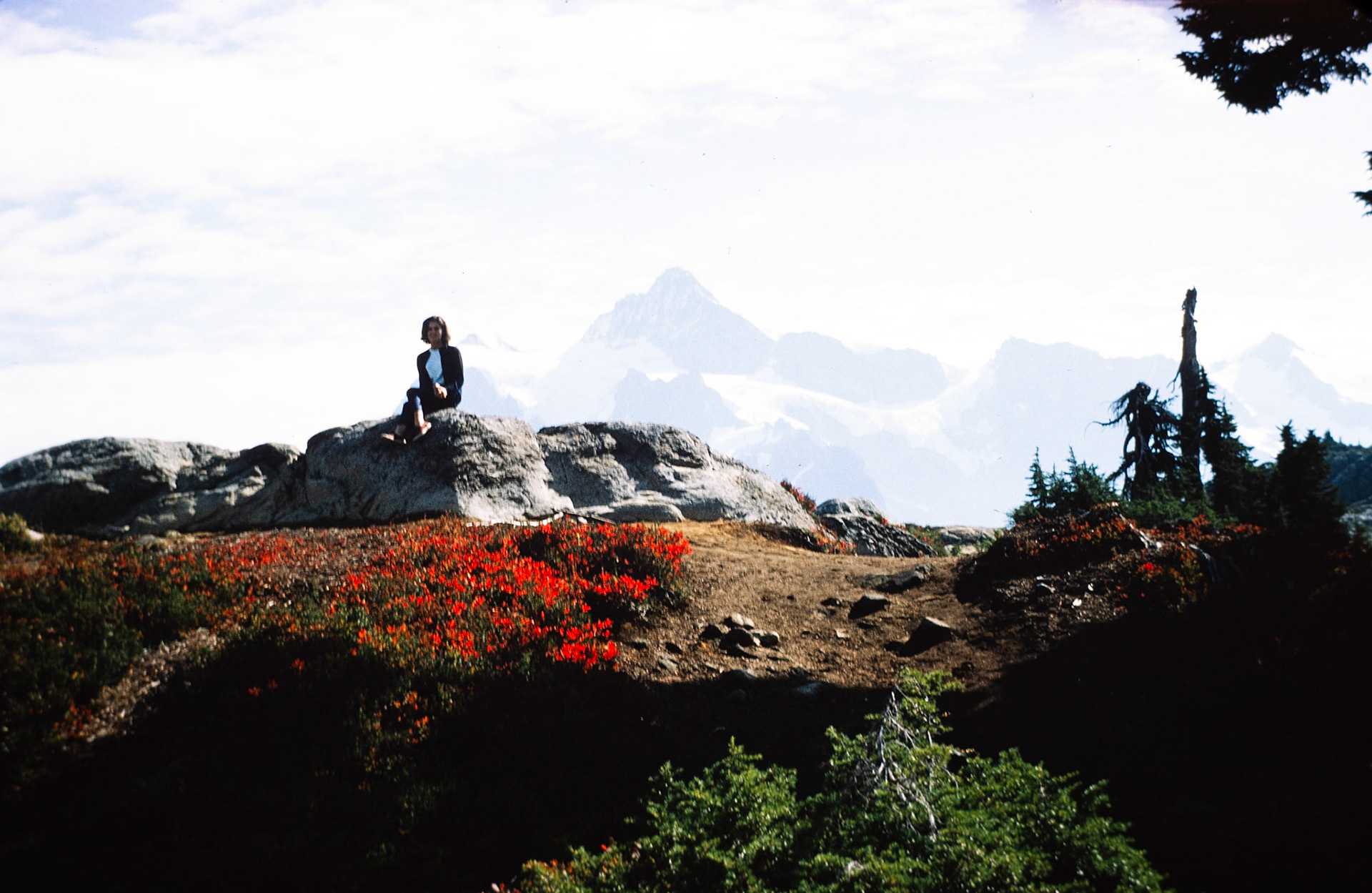 Perched on a rock amid wildflowers in the North Cascades.