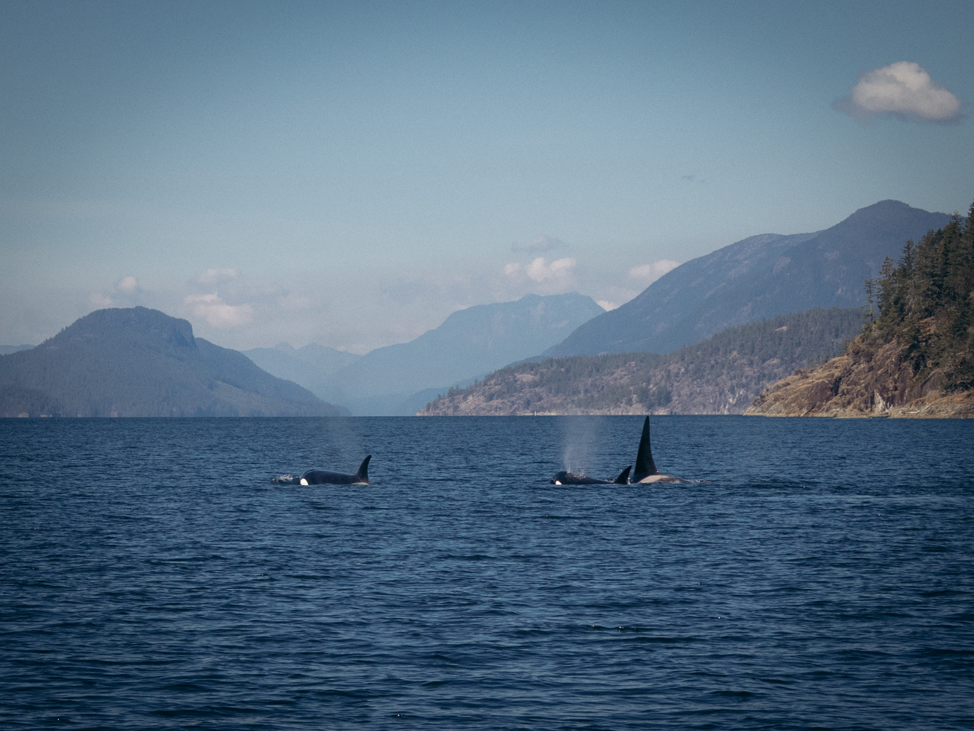 Orcas - Eaux et Territoires des Premières Nations de Klahoose et de Kwiakah - Discovery Islands, BC, Canada - 2023
