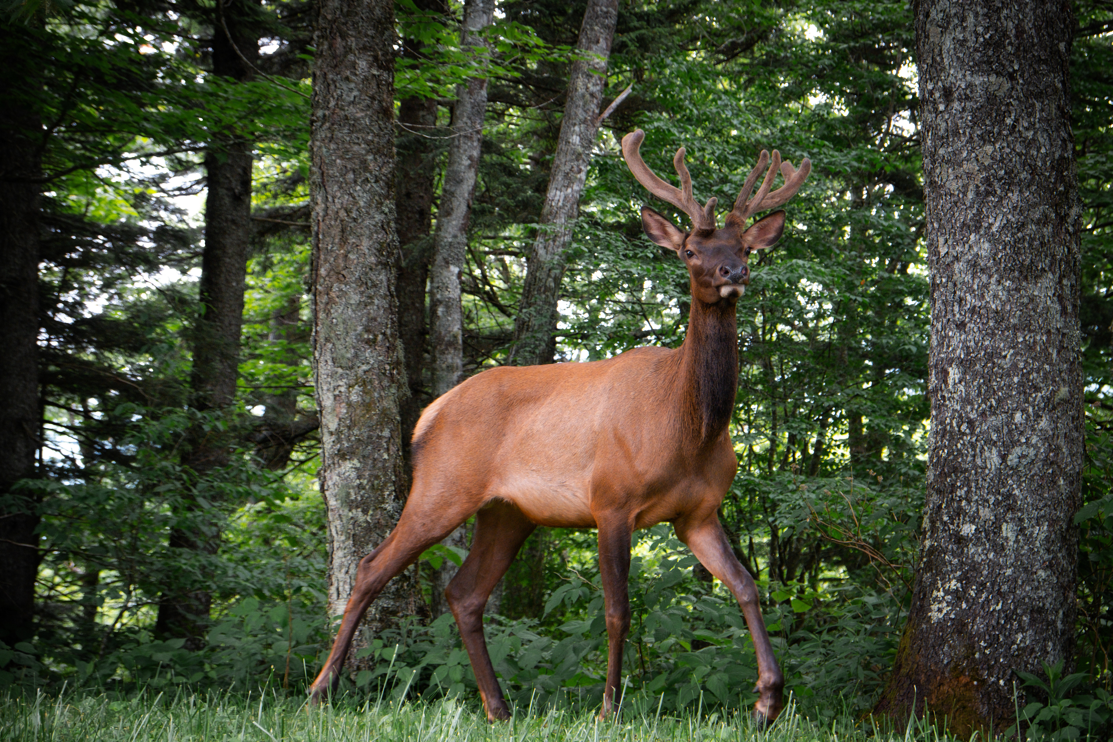 Elk - Terres ancestrales des Cherokees - Great Smoky Mountains National Park - Gatlinburg, TN - 2024