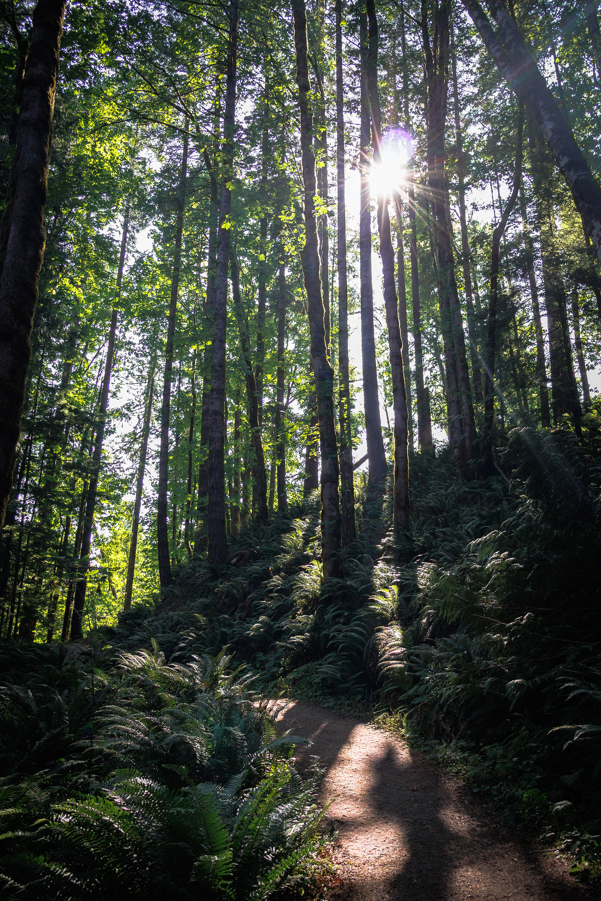 Elk River Trail - Territoire de la Première Nation de We Wai Kai - Campbell River, BC, Canada - 2023