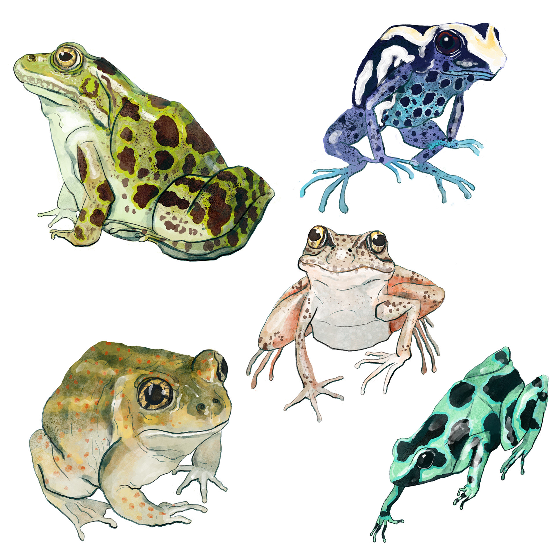 Frog Stickers