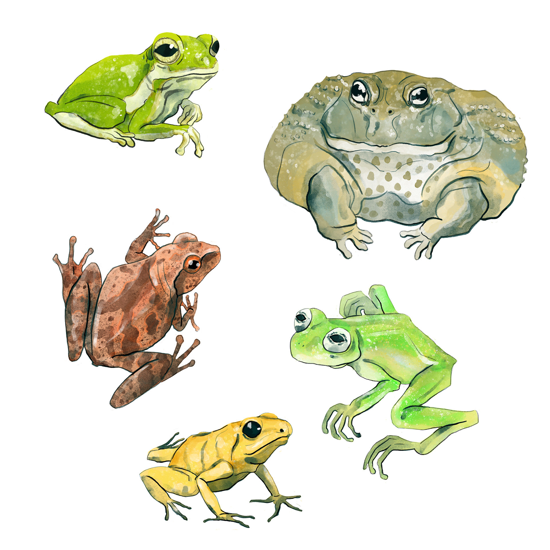 Frog Stickers