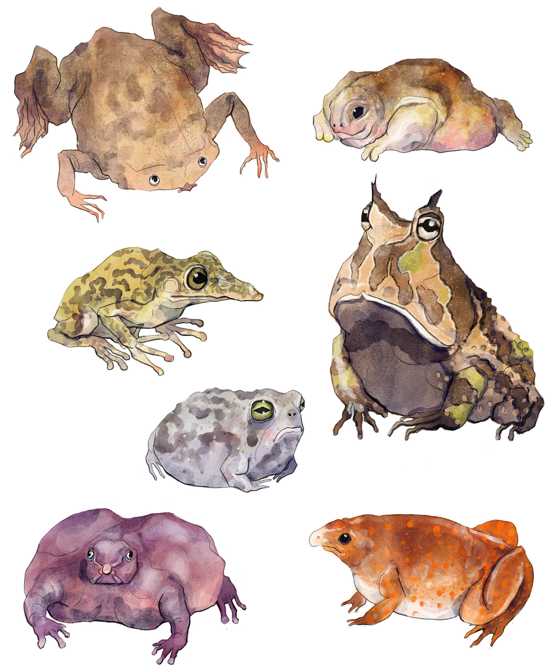 Frog Stickers
