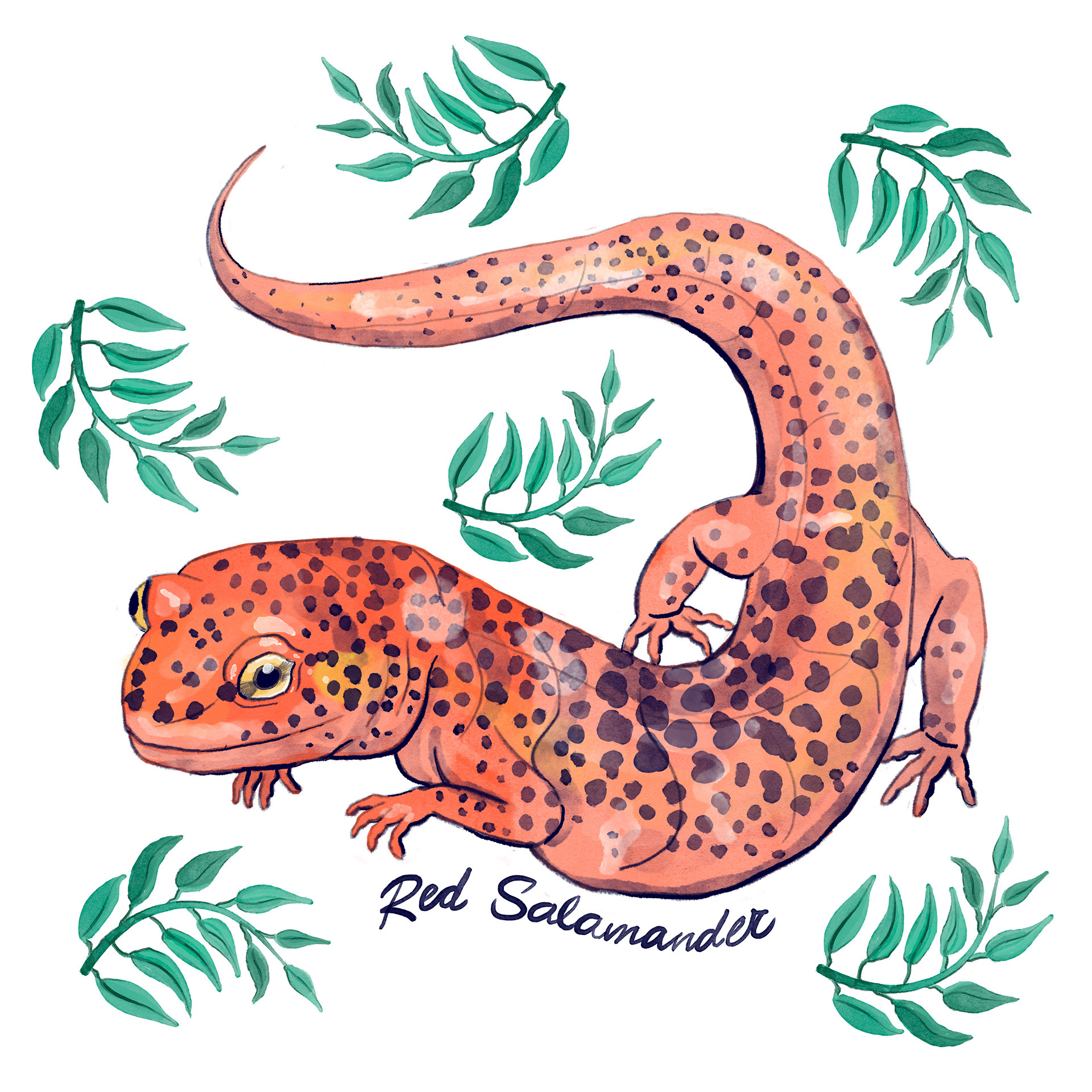Red Salamander