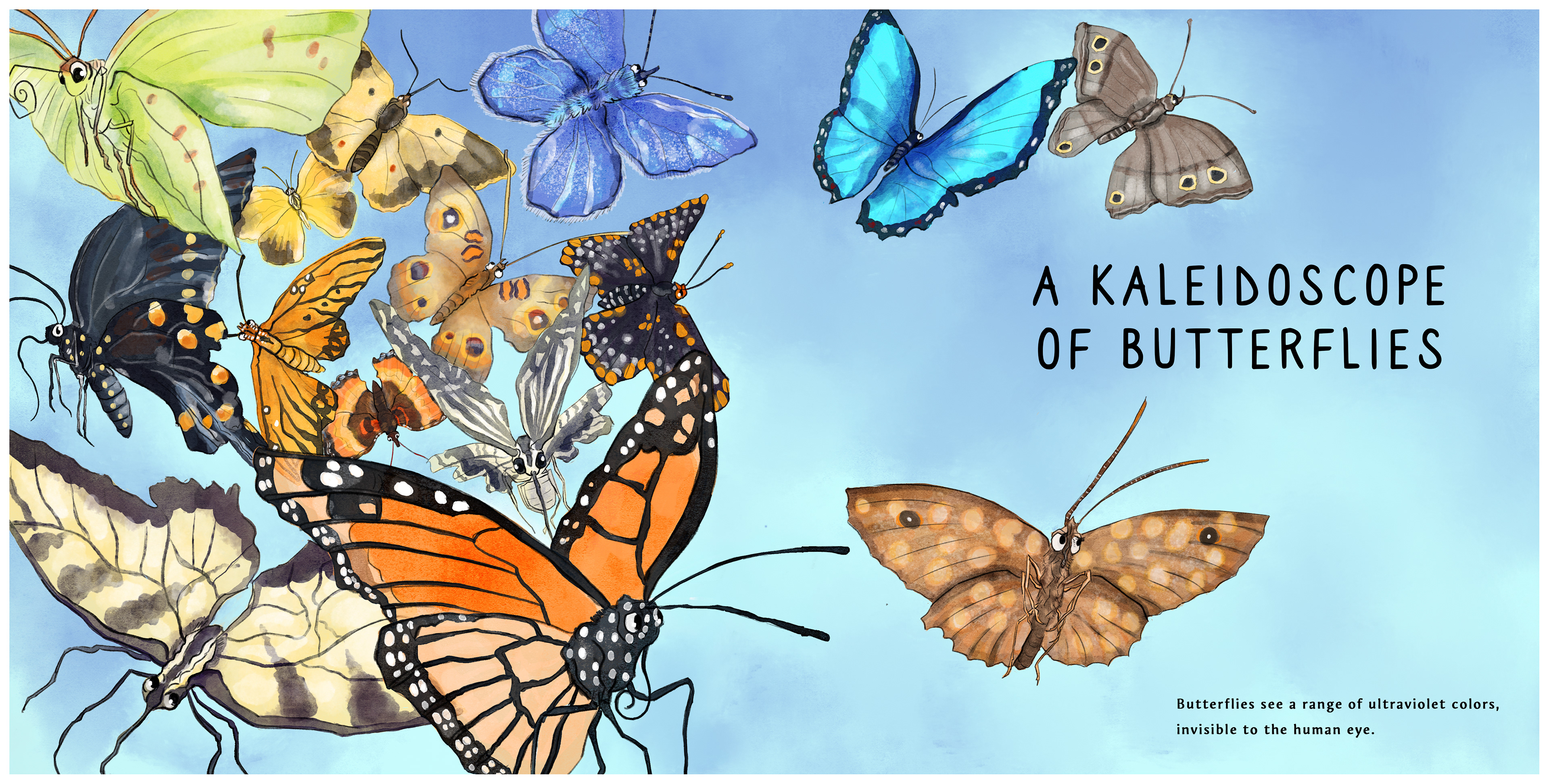 A Kaleidoscope of Butterflies