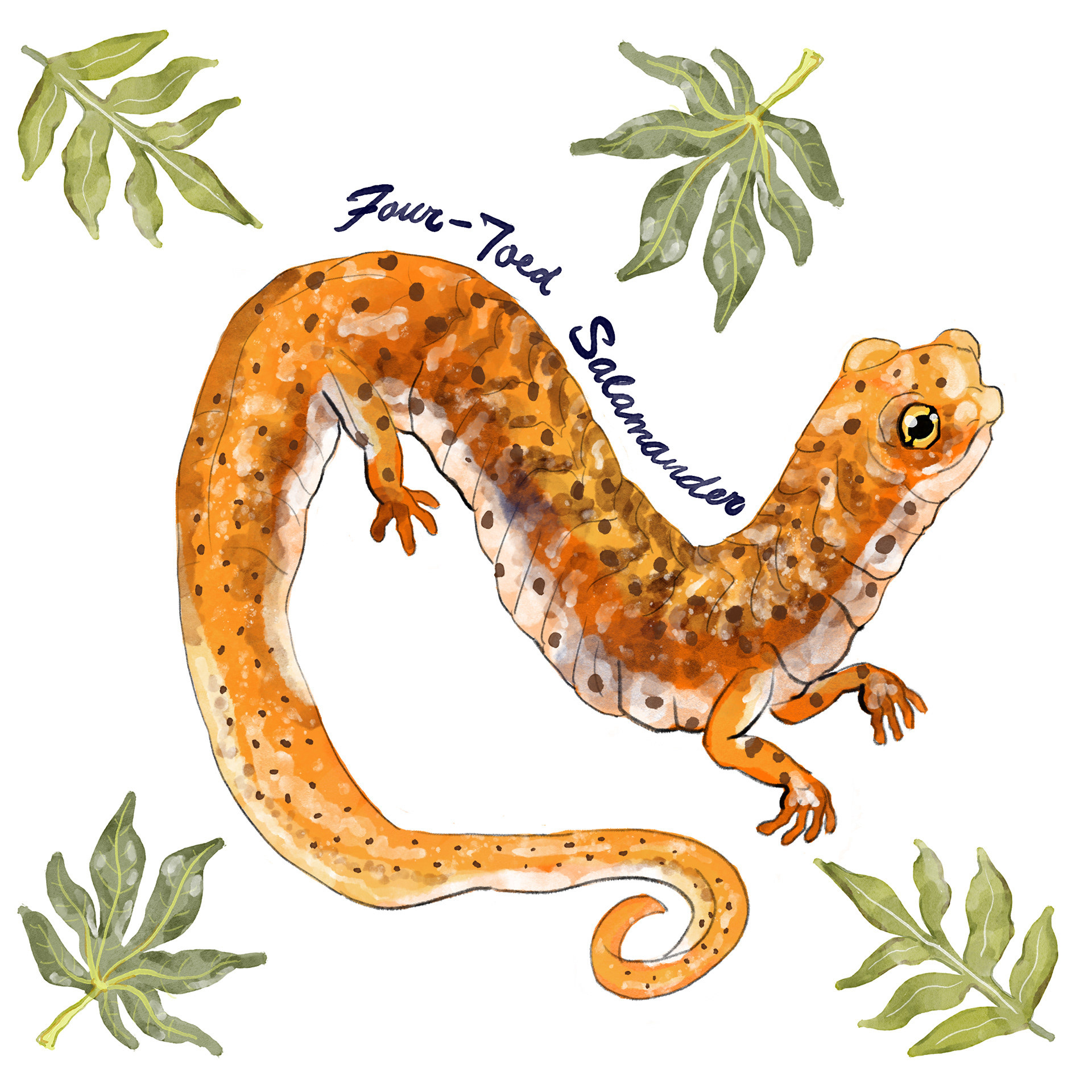 Four-Toed Salamander