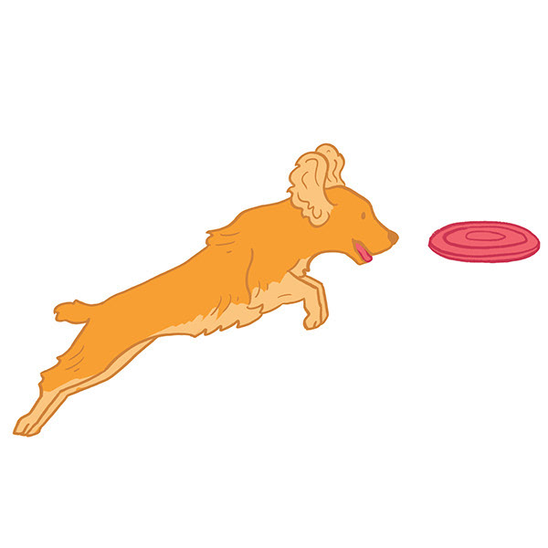 Cocker Spaniel - Frisbee Catch