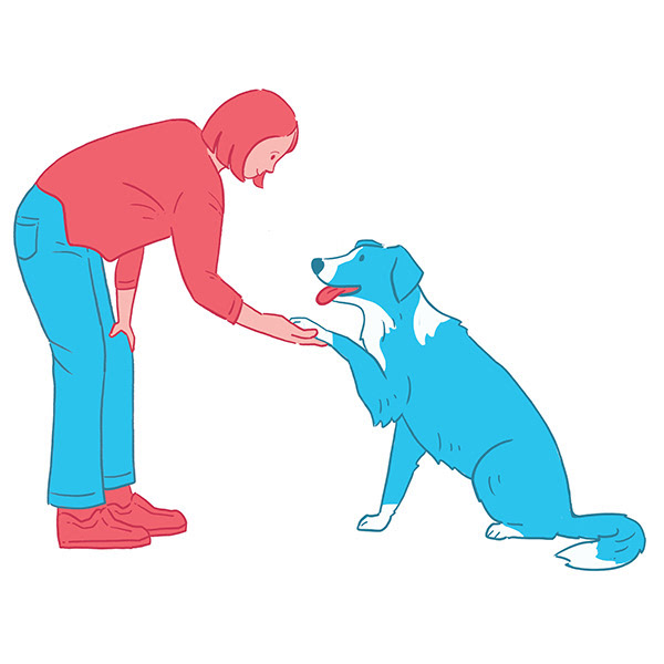 Border Collie - Give Paw