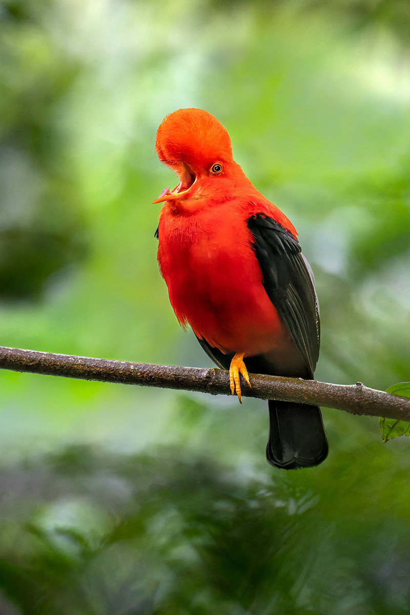 Andean Cock-of-the-Rock