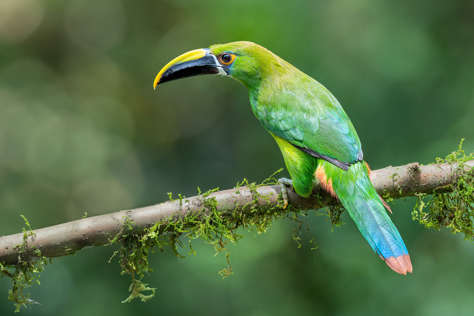 Emerald Toucanet