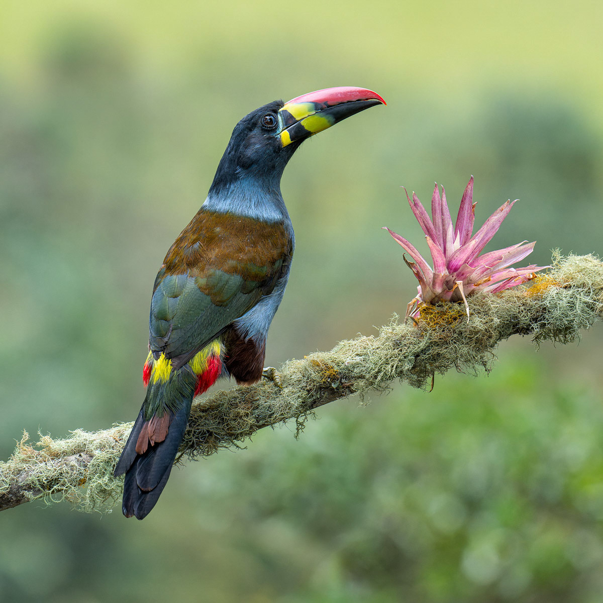 Grey-breasted Mountain Toucan