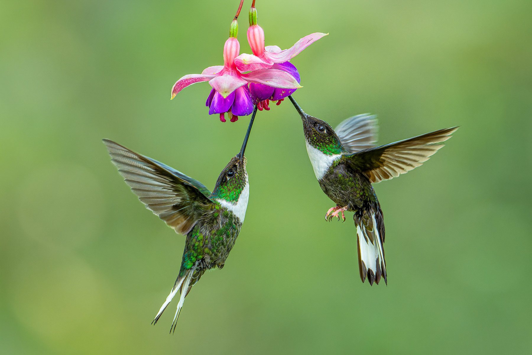 Collared Inca Hummingbirds
