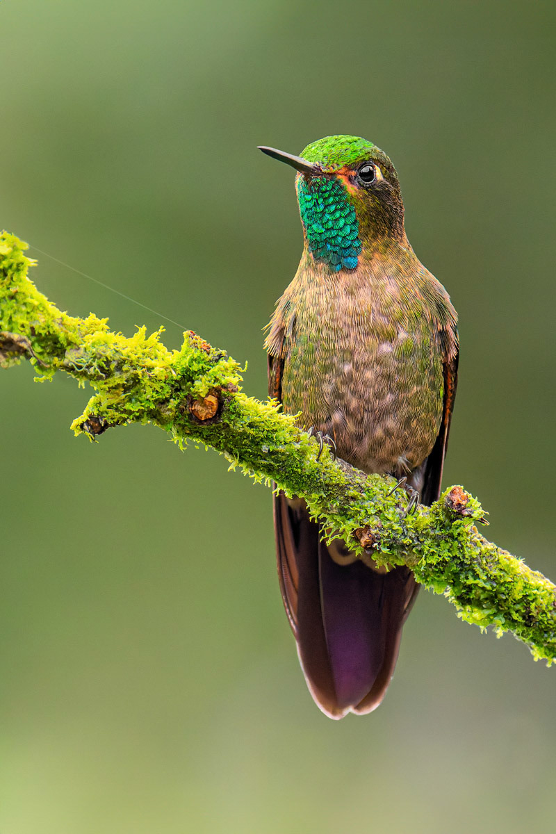 Tyrian Metaltail Hummingbird