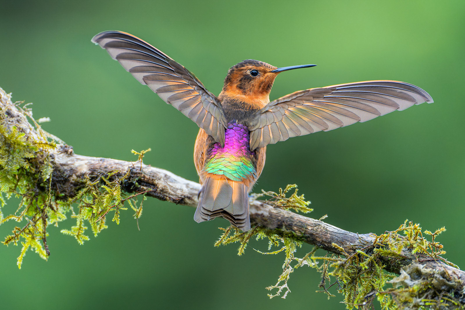 Shining Sunbeam Hummingbird