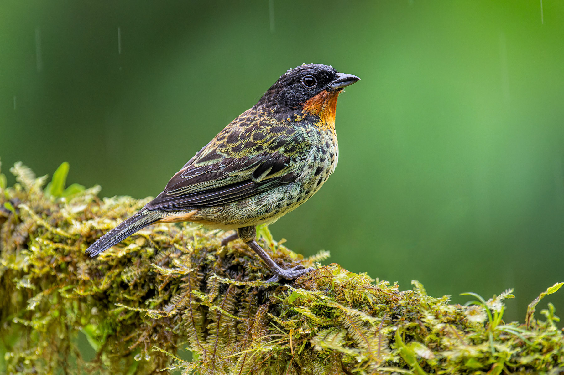 Rufous-throated Tanager